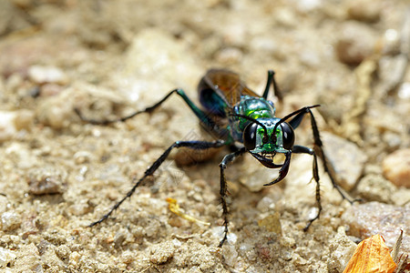 朱厄尔·黄蜂或翡翠蟑螂黄蜂在地面的图像 昆虫 动物图片