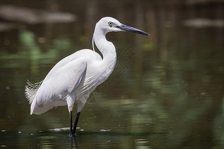 Egret 在沼泽寻找食物的图象移民水禽环境荒野羽毛水鸟野生动物白鹭观鸟湿地图片