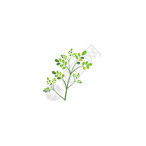 辣木叶标志模板 vecto制药叶子蔬菜食物绿色树叶生态花园药店植物图片