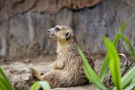 Meerkat关于自然背景的图像毛皮公园生态动物园危险警卫头发眼睛鼻子野生动物图片