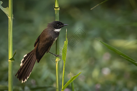 或马来西亚关于自然背景的分支照片丛林公园野生动物动物羽毛花斑花园环境翅膀捕蝇器图片