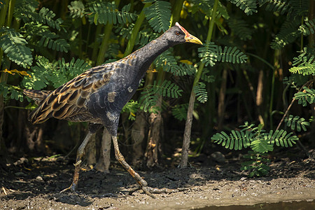 Watercock 鸟在自然背景下的沼泽中寻找食物的图像 鸟 动物羽毛食子农业场地栖息地水鸡植物公园翅膀荒野图片