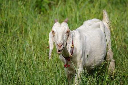 绿草地上小白山羊的画面 农场动物牧场农村婴儿孩子农业哺乳动物草地家畜头发毛皮图片