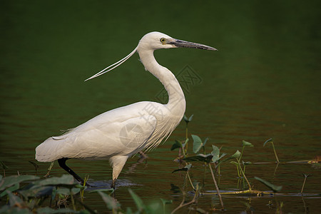 Egret 在沼泽寻找食物的图象翅膀环境钓鱼池塘水禽观鸟湿地羽毛荒野移民图片