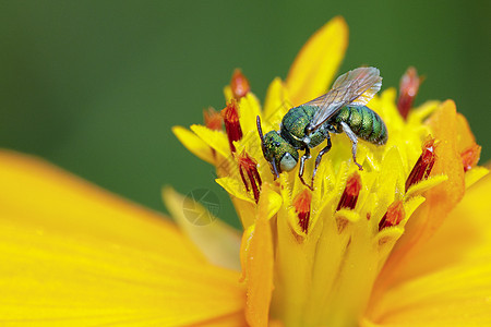 黄花上的汗蜂 Halictidae 采集花蜜的图像 花粉上的绿蜂 昆虫 动物荒野叶子金属花瓣野生动物植物公园橙子蜜蜂环境图片