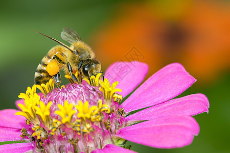 蜜蜂或蜜蜂在粉红色花朵上的图像收集花蜜 花粉上的金蜜蜂 昆虫 动物花园金子植物宏观绿色漏洞翅膀蜂蜜黄色粉色图片