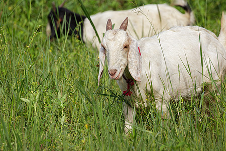 绿草地上小白山羊的画面 农场动物牧场哺乳动物农业家畜孩子们草地农村孩子头发宠物图片