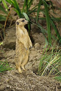 Meerkat关于自然背景的图像动物园沙漠动物头发手表野生动物哺乳动物家庭毛皮鼻子图片