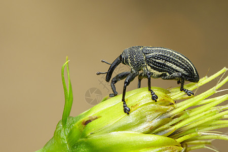 花粉上的虫有时是图像 昆虫 虫 动物害虫花园宏观甲虫叶子动物群植物鞘翅目耳鼻喉科食草图片