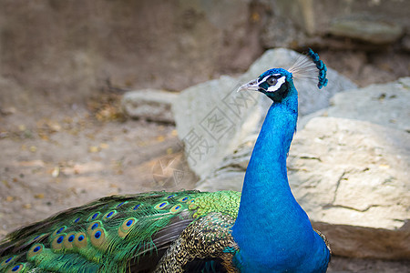 有关自然背景的孔雀头部图像 野生动物活力展览尾巴眼睛仪式羽毛动物园蓝色热带野鸡图片
