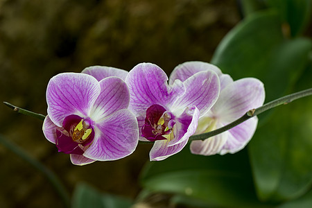 花园中美丽的紫色兰花的形象宏观异国叶子情调花朵植物学花瓣花束明信片植物图片