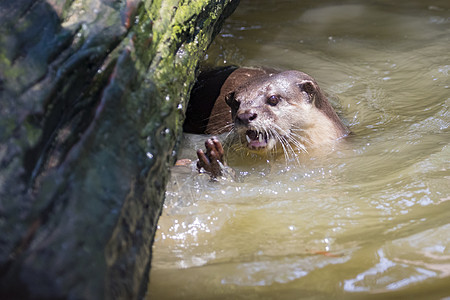 水上水眼的图像 野生动物毛皮动物园动物食肉荒野游泳哺乳动物吉祥物生活捕食者图片