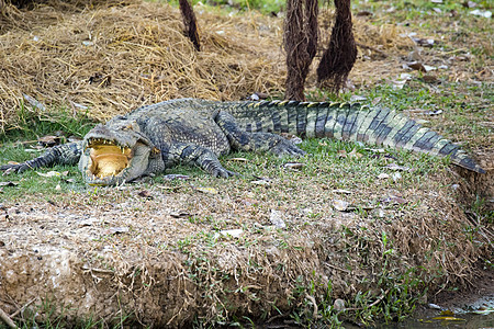 草地上鳄鱼的照片 爬虫动物牙齿生物皮革食肉捕食者热带动物园眼睛荒野危险图片
