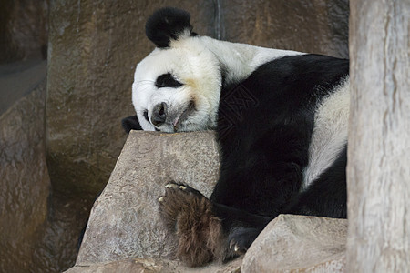 一只熊猫的影像在岩石上沉睡 野兽动物动物学栖息地毛皮孤独动物园石头荒野生活哺乳动物图片