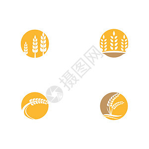 设置农业小麦 vecto面包标签收成种子大麦农场标识面粉插图水彩图片