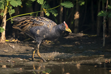 Watercock 鸟在自然背景下的沼泽中寻找食物的图像 鸟 动物栖息地羽毛水鸡食子森林农业植物农村野生动物翅膀图片