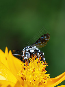 黄色花粉上的纳伦杜蜜蜂图像收集自然背景的花蜜 昆虫 动物漏洞植物群荒野黄蜂植物宏观花园教育生活森林图片