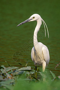 Egret 在沼泽寻找食物的图象移民水禽猎人荒野观鸟环境白鹭野生动物翅膀水鸟图片