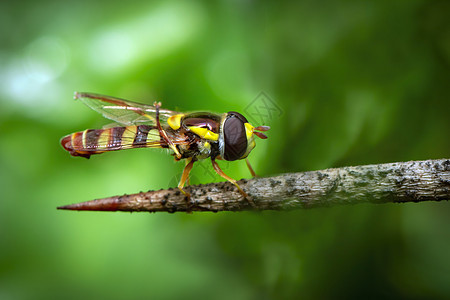 自然背景下树枝上的 Hoverfly 或花蝇或食蚜蝇 (Syrphidae) 的图像 昆虫 动物图片