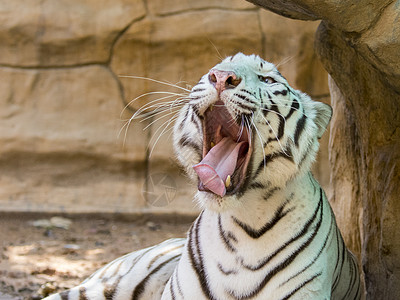 老虎和猫白老虎在自然背景上的图像 野生动物 动物力量身体濒危毛皮捕食者豹属热带条纹动物园耳朵背景