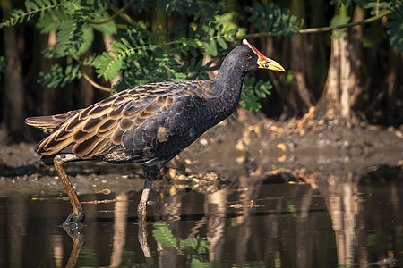 Watercock 鸟在自然背景下的沼泽中寻找食物的图像 鸟 动物野生动物植物花园农业森林食子翅膀公园栖息地荒野图片