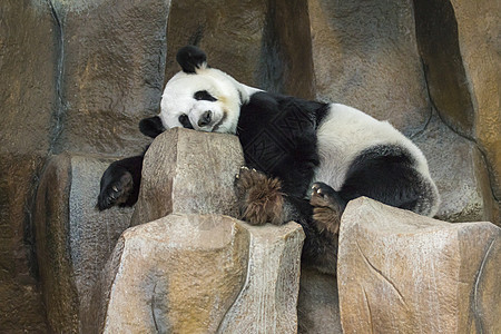 一只熊猫的影像在岩石上沉睡 野兽睡眠孤独公园野生动物吸引力动物森林竹子石头毛皮图片