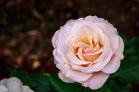 红玫瑰 全闪光花花园水平地点花朵旅游玫瑰园艺图片