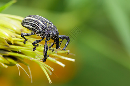 花粉上的虫有时是图像 昆虫 虫 动物漏洞昆虫学害虫花园鞘翅目野生动物宏观叶子甲虫植物图片
