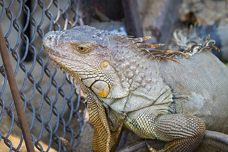 笼子里的Iguana照片 两栖动物爬行动物宠物捕食者丛林森林动物群荒野情调眼睛环境图片