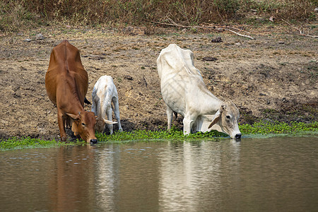 沼泽中饮用水中的奶牛的图象以自然背景为根据 农场动物哺乳动物农业野牛家畜干旱池塘农村小牛干旱期野生动物图片