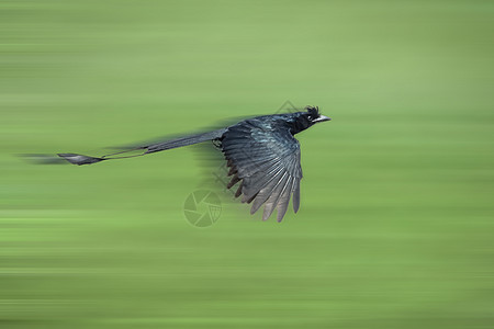 大雷克特尾巴的德龙戈Drongo 以自然为背景飞行热带场景生活动物群天堂回旋曲鸟类球拍女性情调图片