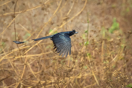 大雷克特尾巴的德龙戈Drongo 以自然为背景飞行羽毛栖息热带动物群面具球拍荒野男性休息异国图片