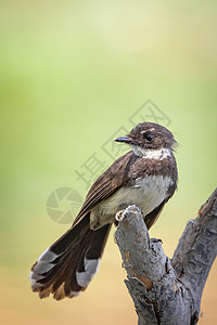 或马来西亚在树枝上粘贴动物翅膀鸟类公园丛林男性木头环境花斑扇尾图片
