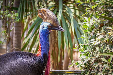 关于自然背景的木质卡苏里乌斯图像 野生动物热带森林公园动物园吉祥物蓝色羽毛濒危荒野异国图片