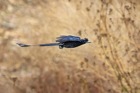 大雷克特尾巴的德龙戈Drongo 以自然为背景飞行鸟类动物环境羽毛女性球拍森林热带生活栖息图片