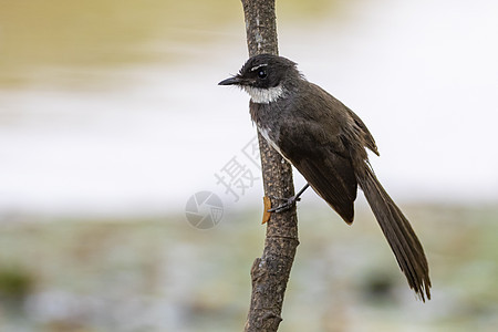 或马来西亚在树枝上粘贴动物群鸟类翅膀男性环境森林公园扇尾野生动物羽毛图片