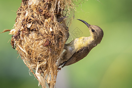 紫色太阳鸟 雌性 在自然背景下的鸟巢中喂养幼鸟的图像 鸟 动物成人鸟类兄弟姐妹新生母亲羽毛食物叶子小鸡橙子图片