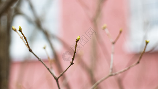 无叶的树枝 果芽密闭高清图片