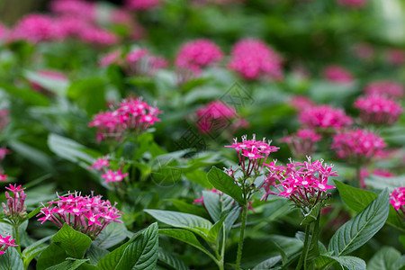 美丽的粉红色五花花在花园中开花的画面情调叶子星团热带园艺荒野披针形植物学宏观树叶图片
