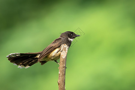 或马来西亚关于自然背景的分支照片动物动物群森林花斑羽毛公园荒野翅膀野生动物鸟类图片
