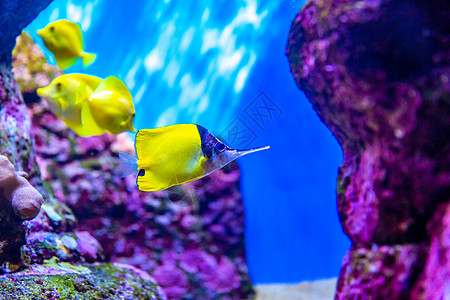 珊瑚礁间长鼻子蝴蝶鱼水族馆水域海洋脊椎动物水平图片