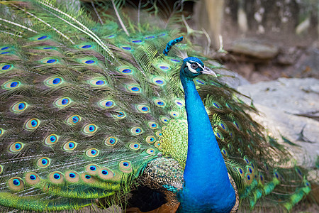 孔雀的图像显示 它美丽的羽毛 野生动物野鸡热带优雅蓝色活力动物脖子眼睛展示尾巴图片