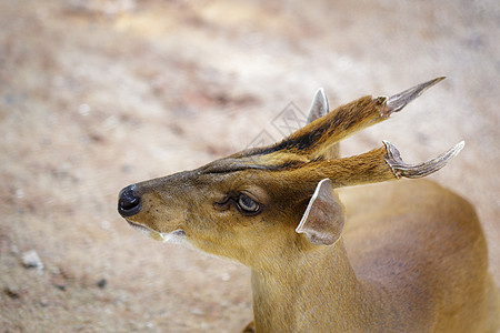 野生动物 野生生物 地面上的巴金鹿或蒙特贾克Muntiacini图像老鼠男性动物园热带叶子哺乳动物国家荒野森林生活图片