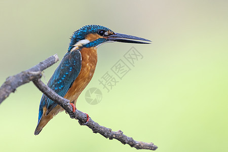 普通捕王的图象印在树枝上 关于自然背景枝条荒野动物羽毛蓝色摄影栖息男性鸟类翅膀图片