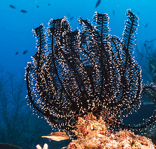 海底海洋生物图示旅行行社旅游游记世界背景图片