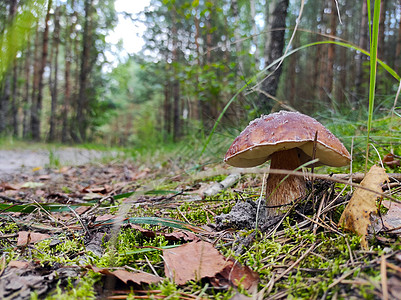 白蘑菇在林路附近生长图片
