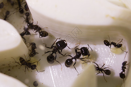 蚁群密闭时的蚂蚁食用器动物黑色外星人异国眼睛荒野过敏情调昆虫农场图片
