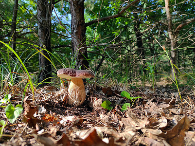 森林里生长的大蘑菇图片