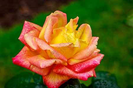 玫瑰花瓣美丽的玫瑰在全闪光的花朵中雨滴地点旅游水平花园园艺花瓣自然背景