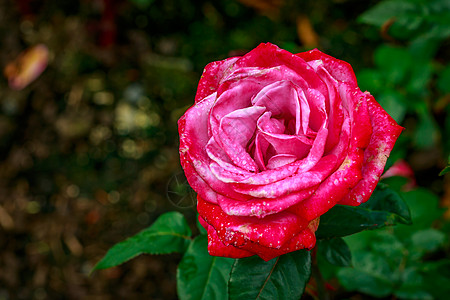 玫瑰花瓣美丽的玫瑰在全闪光的花朵中花园园艺地点自然雨滴花瓣水平旅游背景